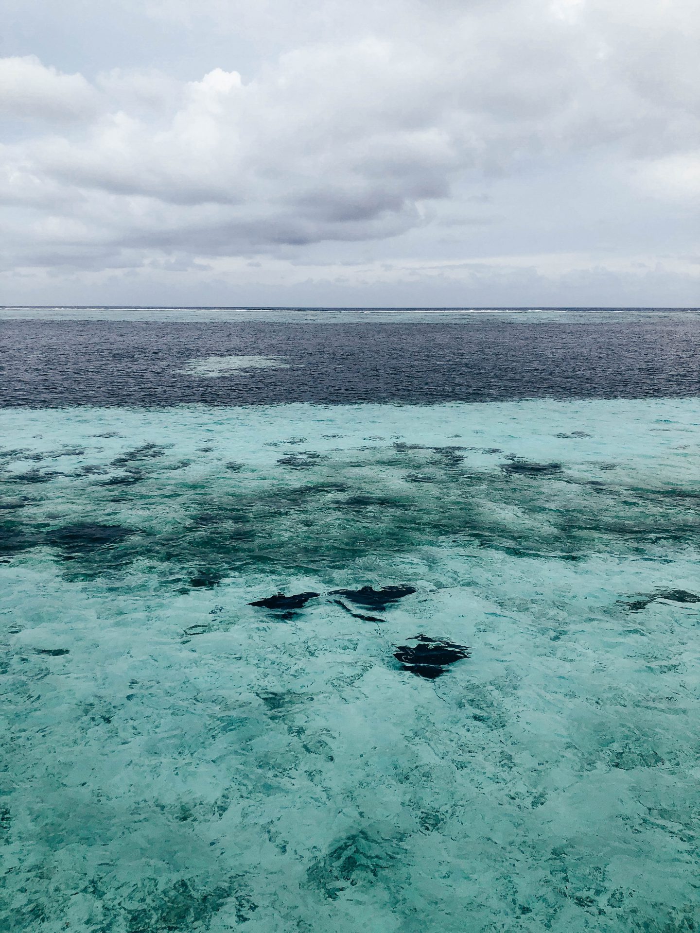 Rochen Malediven